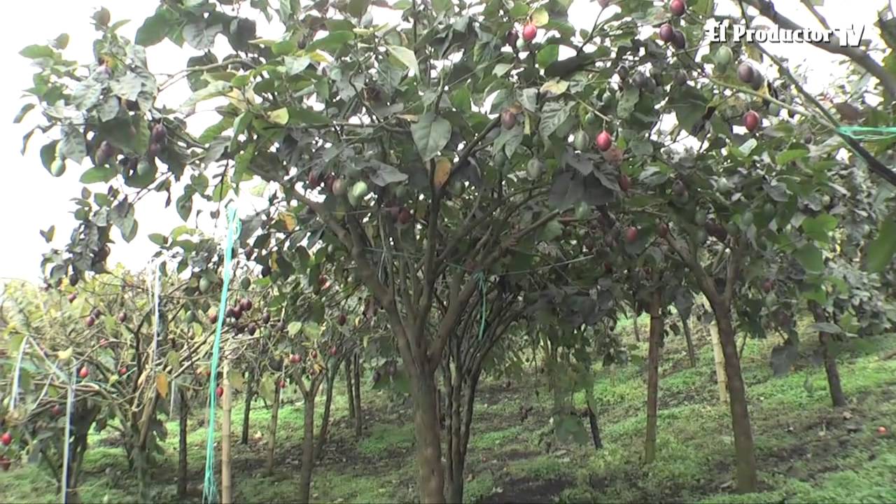Biotecnología alarga vida útil de huertos de tomate de árbol
