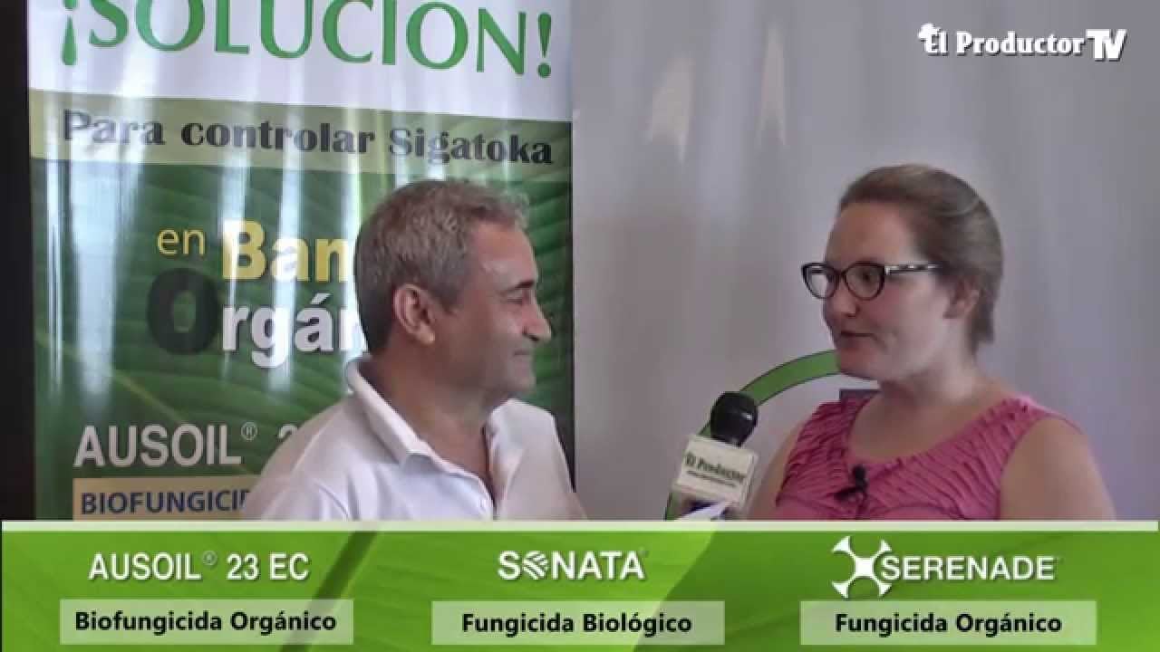 ¿Cómo controlar la SIGATOKA negra en banano orgánico?