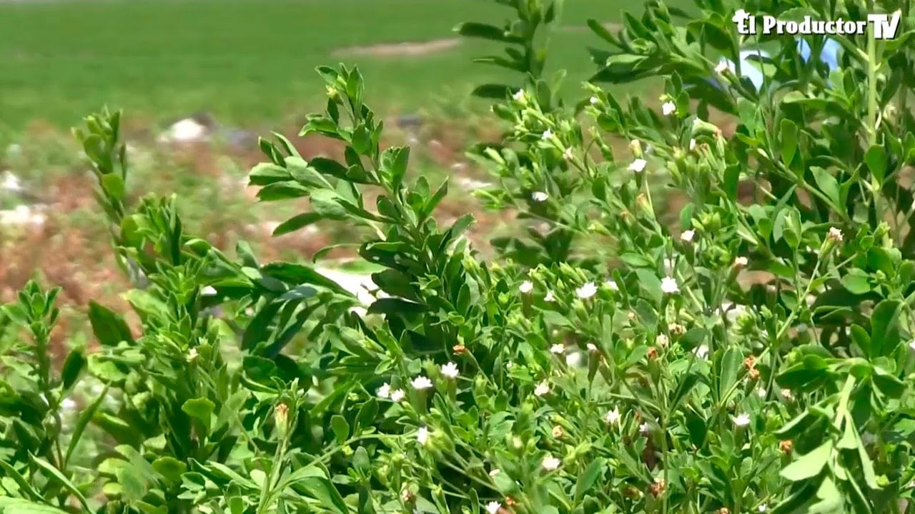 El Cultivo de ESTEVIA, el reemplazo del AZUCAR :)