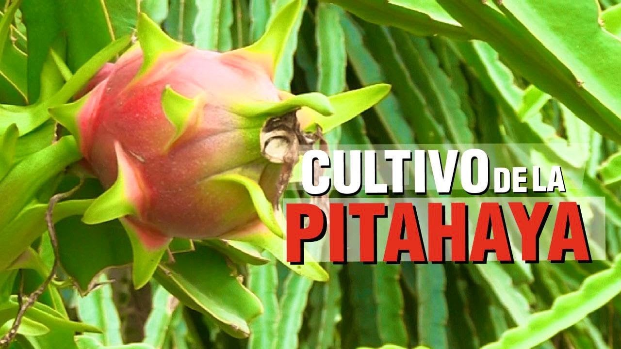 Cultivo de PITAHAYA ROJA