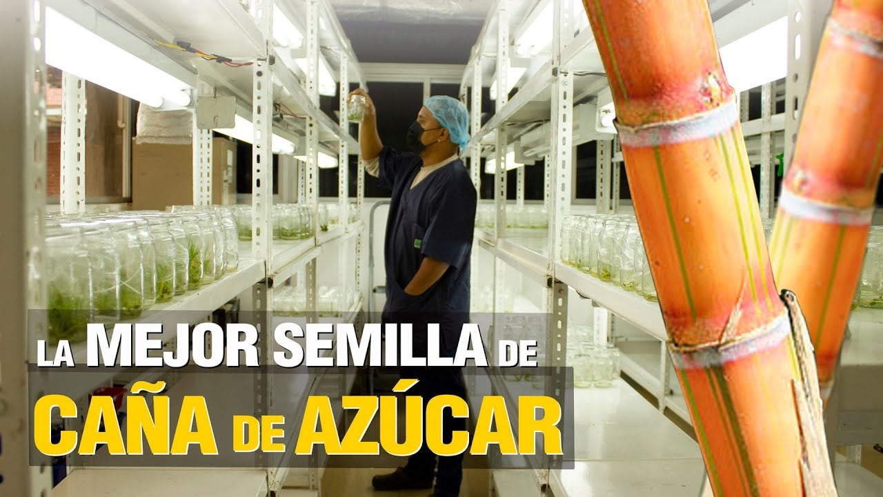 ¡LA MEJOR Semilla de Caña de Azúcar!