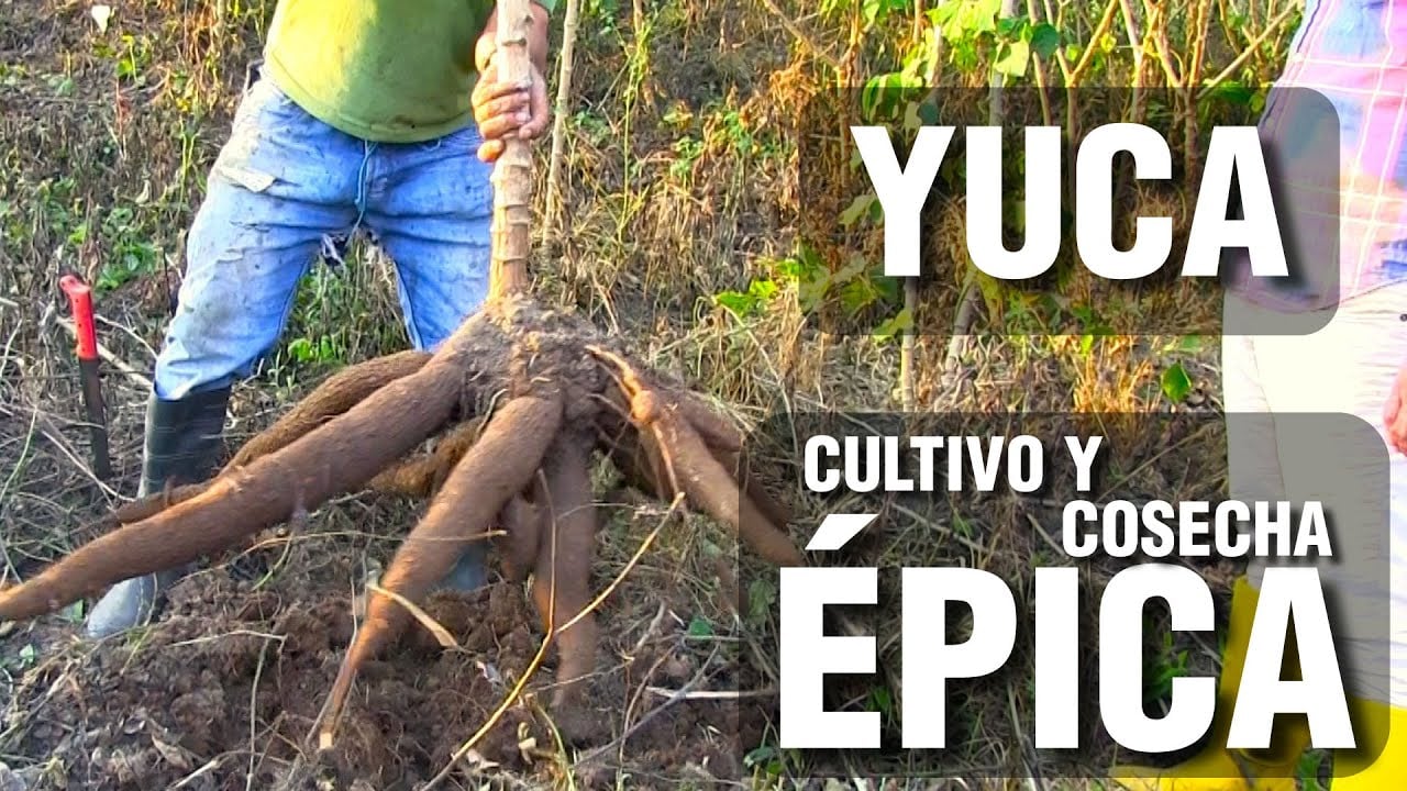 YUCA: Cultivo y Cosecha Épica
