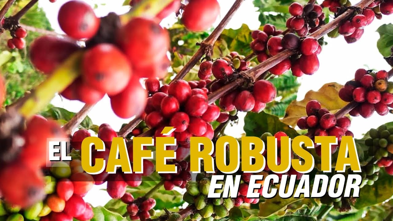 El CAFÉ ROBUSTA - El productor TV