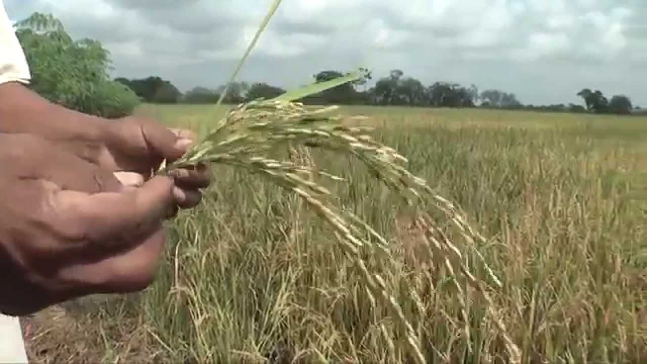 MANCHADO DE GRANO EN ARROZ | ElProductor.com