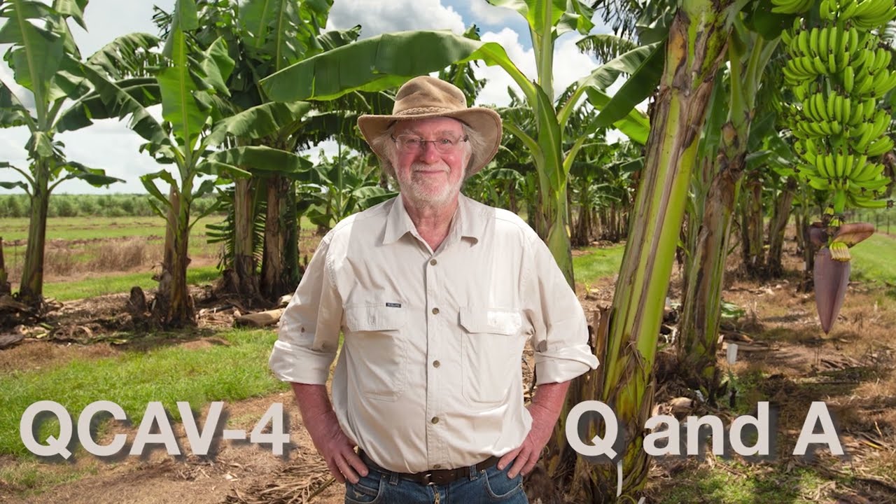 INTERNACIONAL:  El Gobierno australiano aprueba la distribución de la banana Cavendish QCAV-4