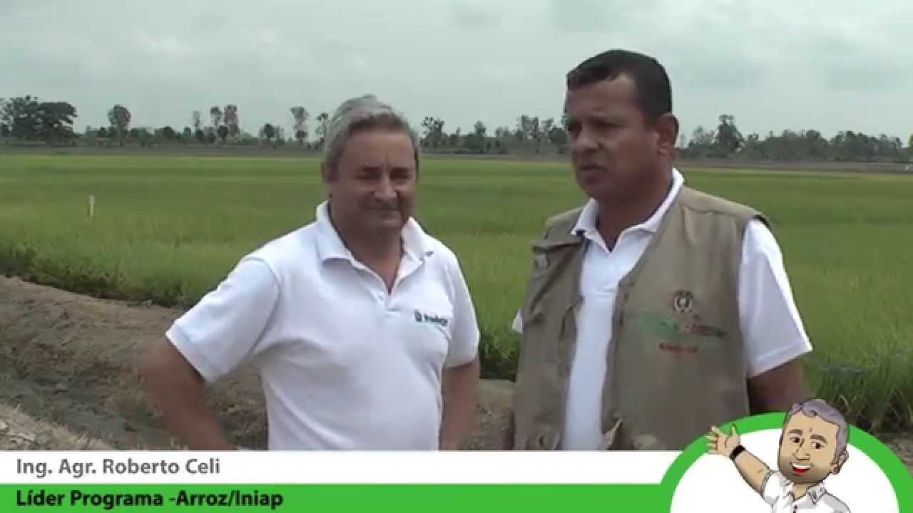 VARIEDADES DE ARROZ PARA EL 2015 EN ECUADOR