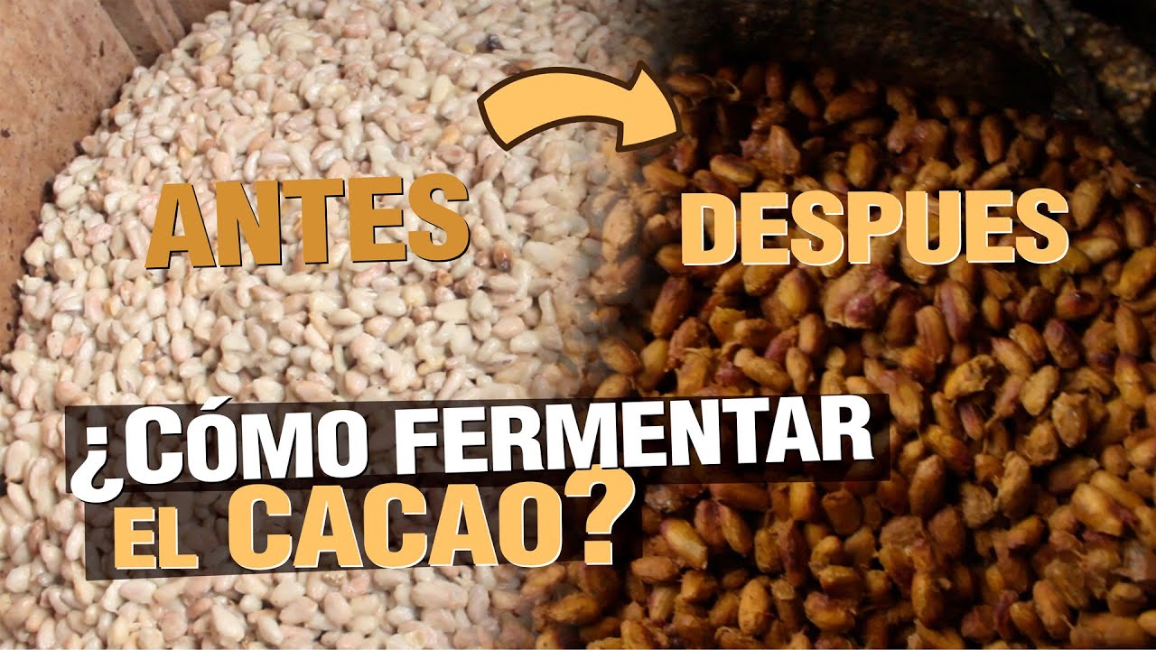 CACAO de Fino Aroma - Fermentación Paso a Paso