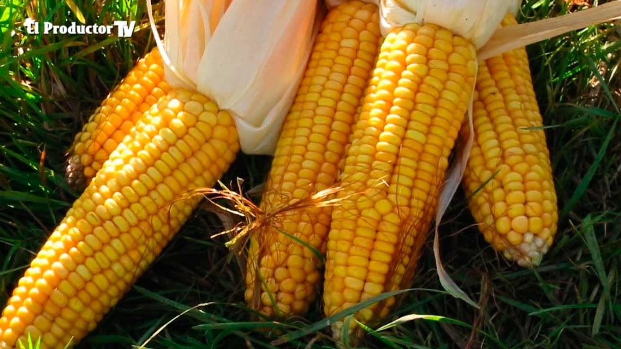¿Cómo cultivar MAÍZ en invierno?