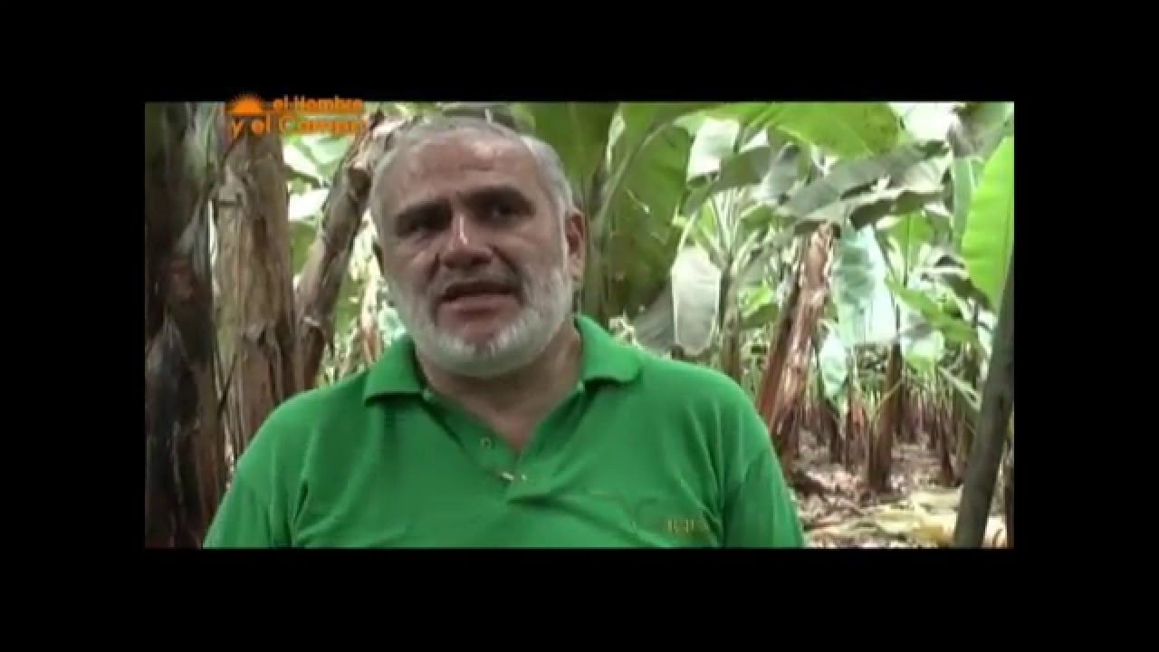 La Fisiología en Banano - Ecuador | ElProductor.com