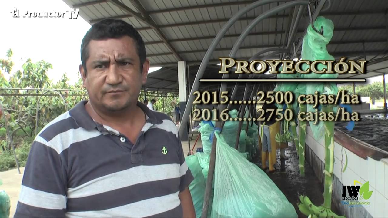 BIOTECNOLOGÍA EN BANANO