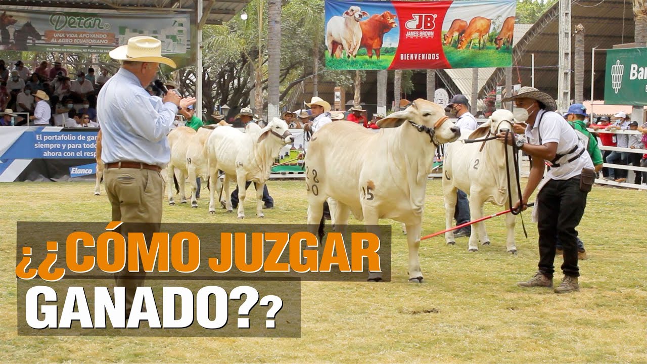 ¿¿Como Juzgar Ganado?? - Expo Feria Ganadera 2021