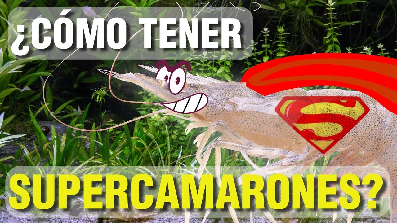 ¿CÓMO TENER SUPER CAMARONES?