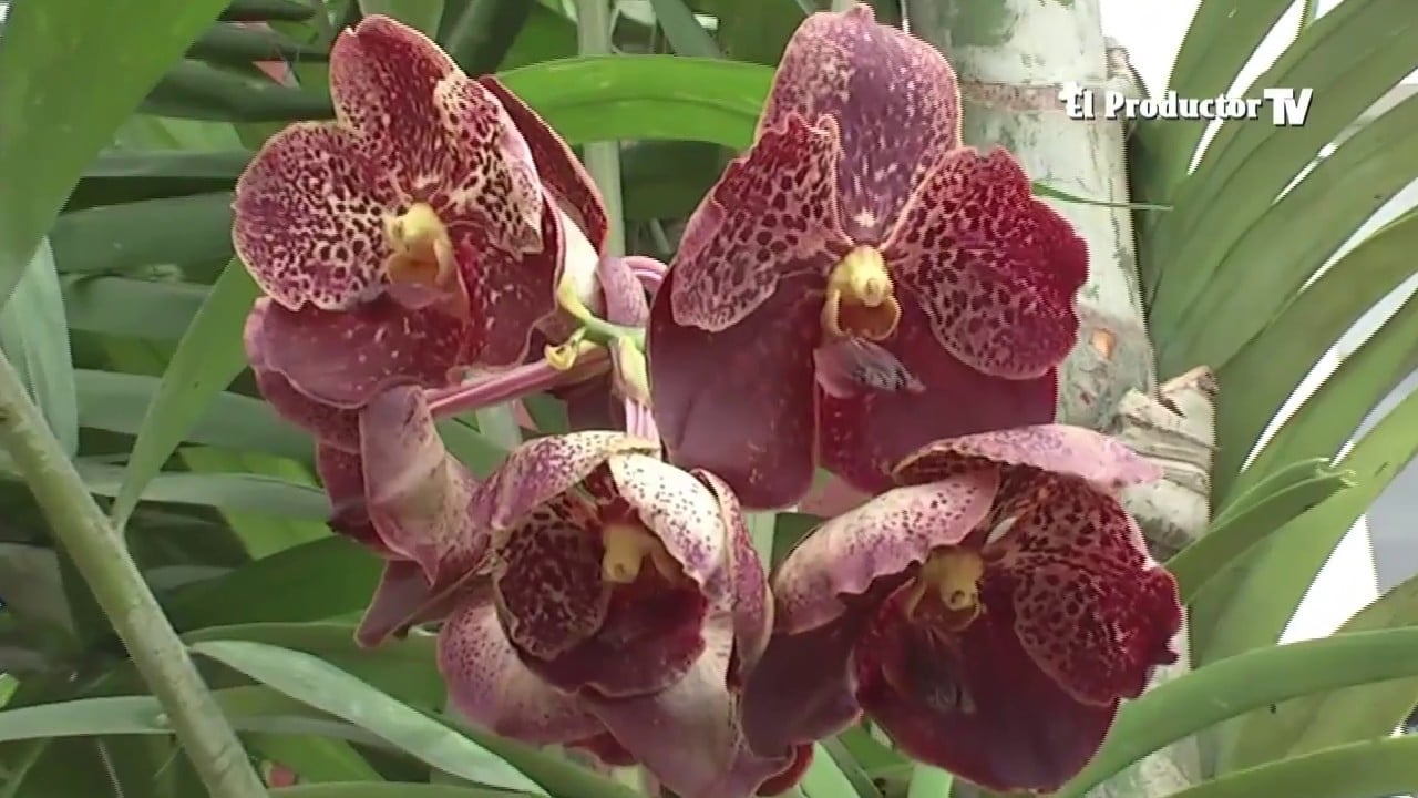 El Cultivo de ORQUÍDEAS - ElProductorTV