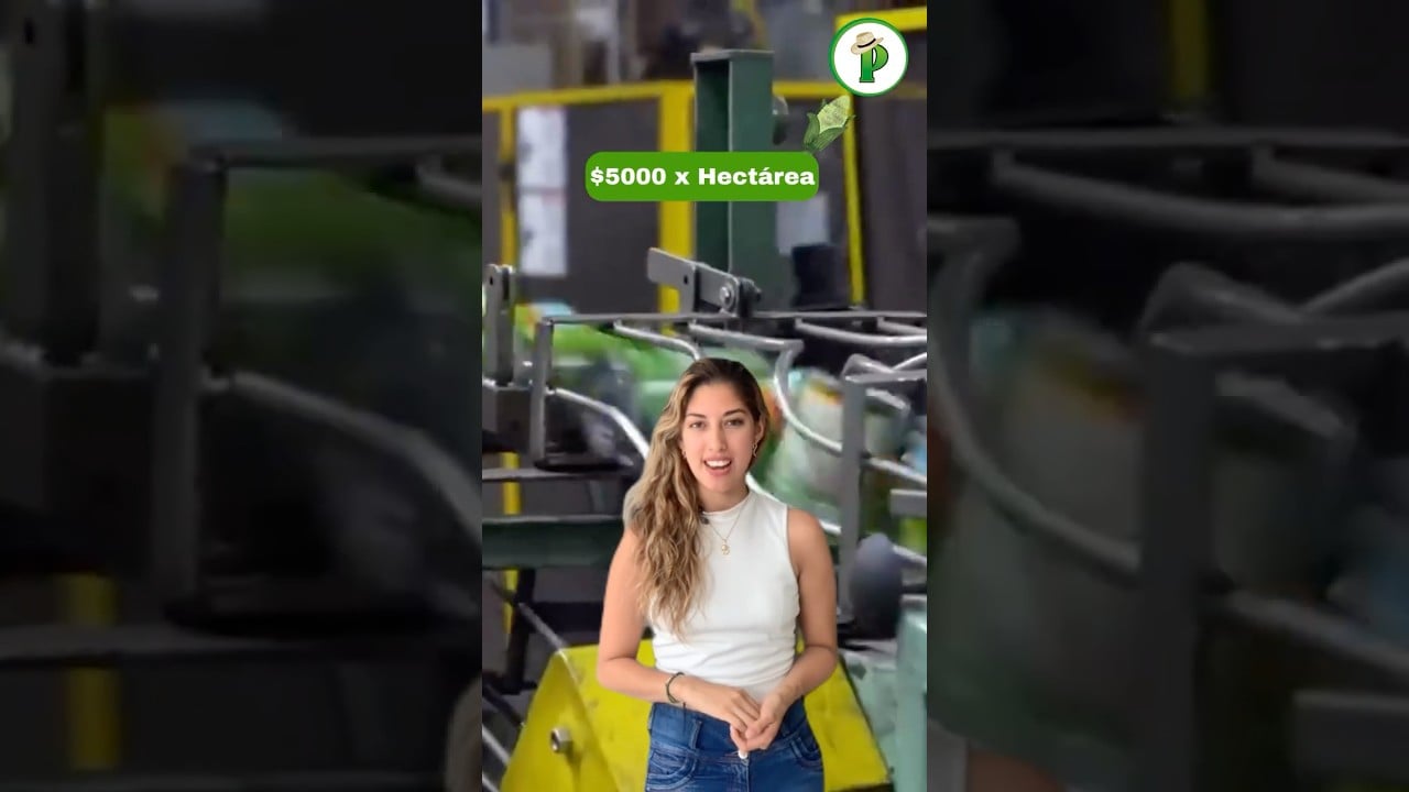 Cómo Ganar $5,000 con UNA HECTÁREA de MAÍZ | El Secreto del Agro…