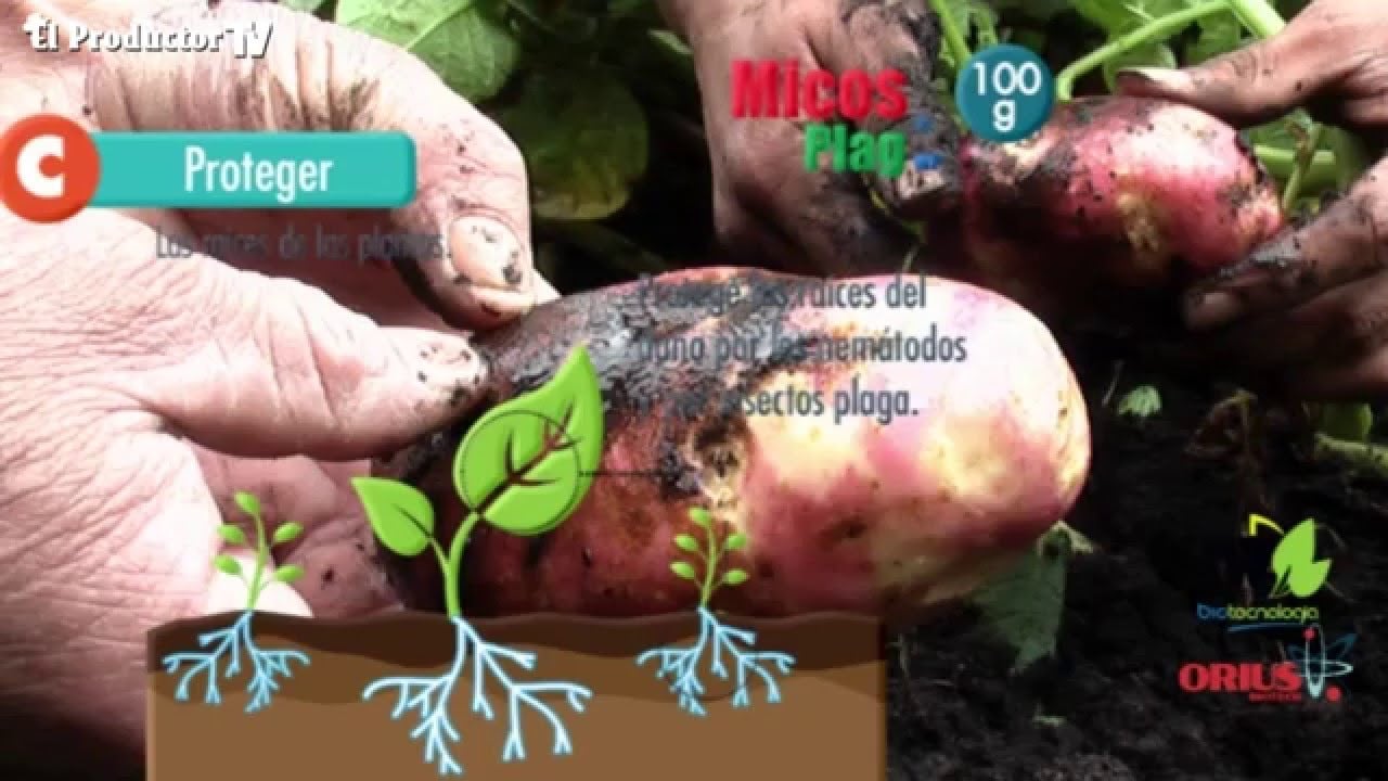 Biotecnología en cultivo de papa