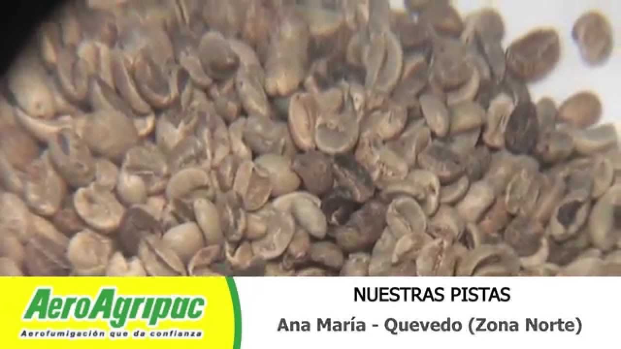 Banano: Mal de Panamá Raza 4