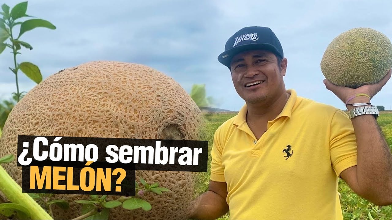 El Cultivo de Melón - Rica Fruta!!