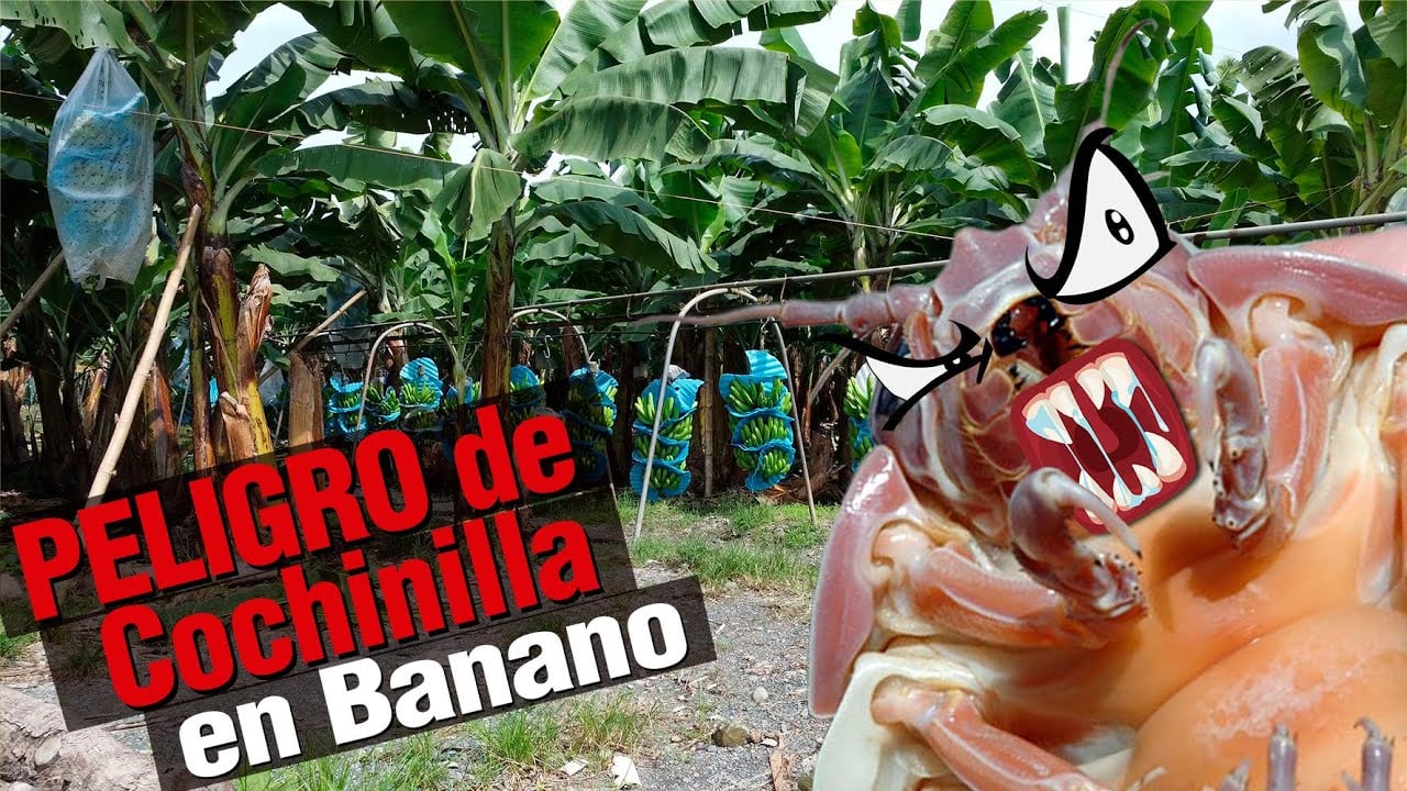 Peligro de Cochinilla en Banano
