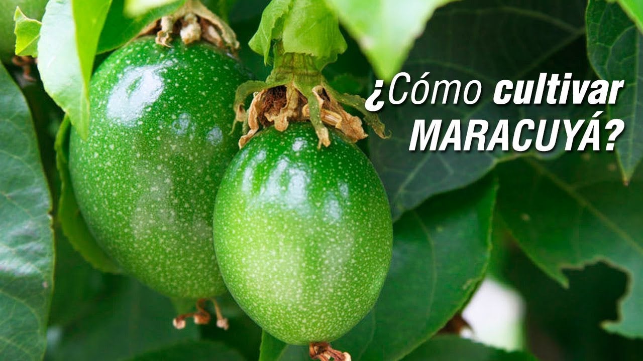 El cultivo de MARACUYÁ / Parchita / Chinola