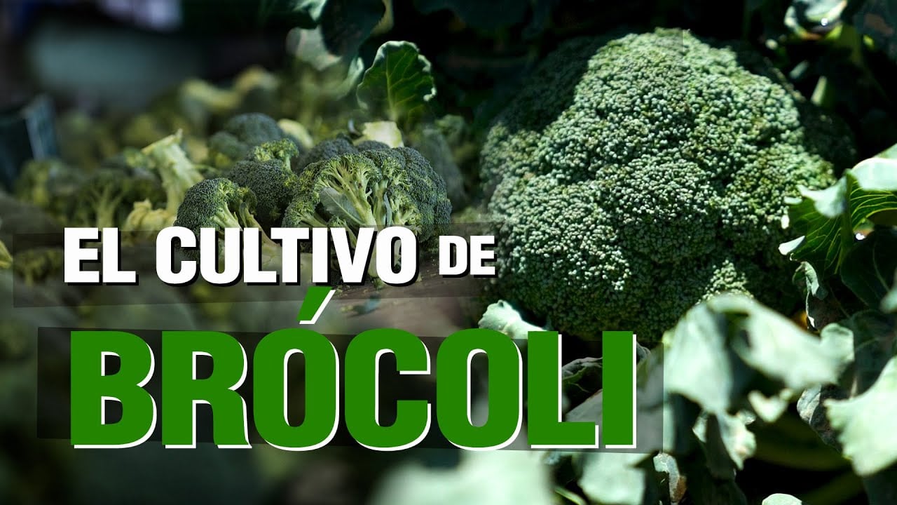 El Cultivo de BRÓCOLI / BROCCOLI Crop