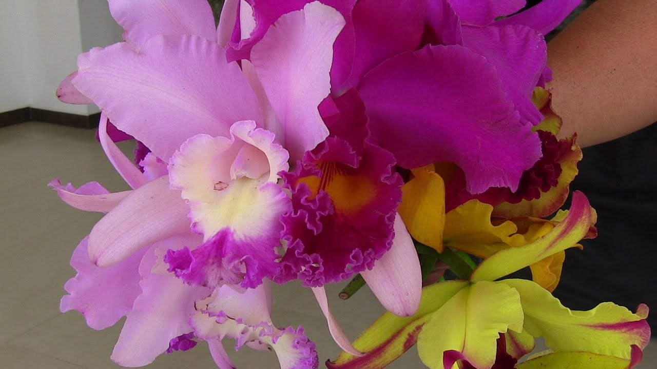 El Cultivo de ORQUÍDEAS - TIPS DE PRODUCCIÓN