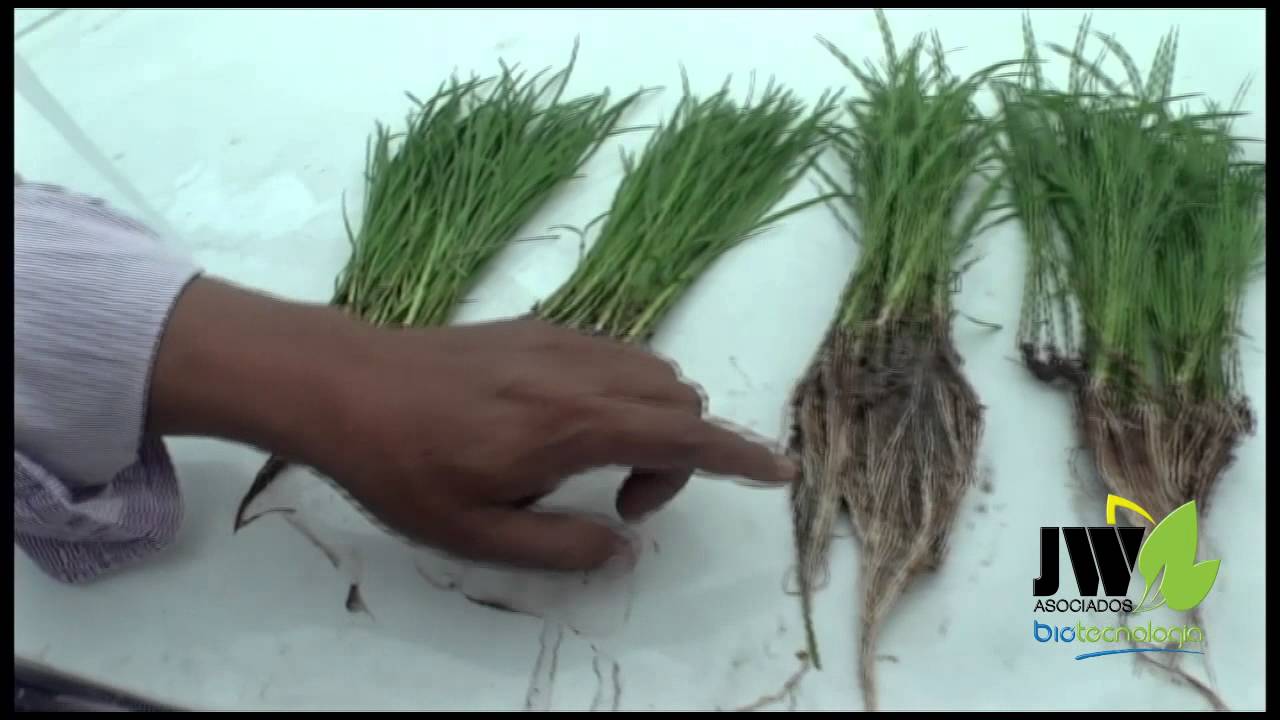 BIOTECNOLOGÌA PARA MEJORAR EL RENDIMIENTO DE SU SEMILLA DE ARROZ