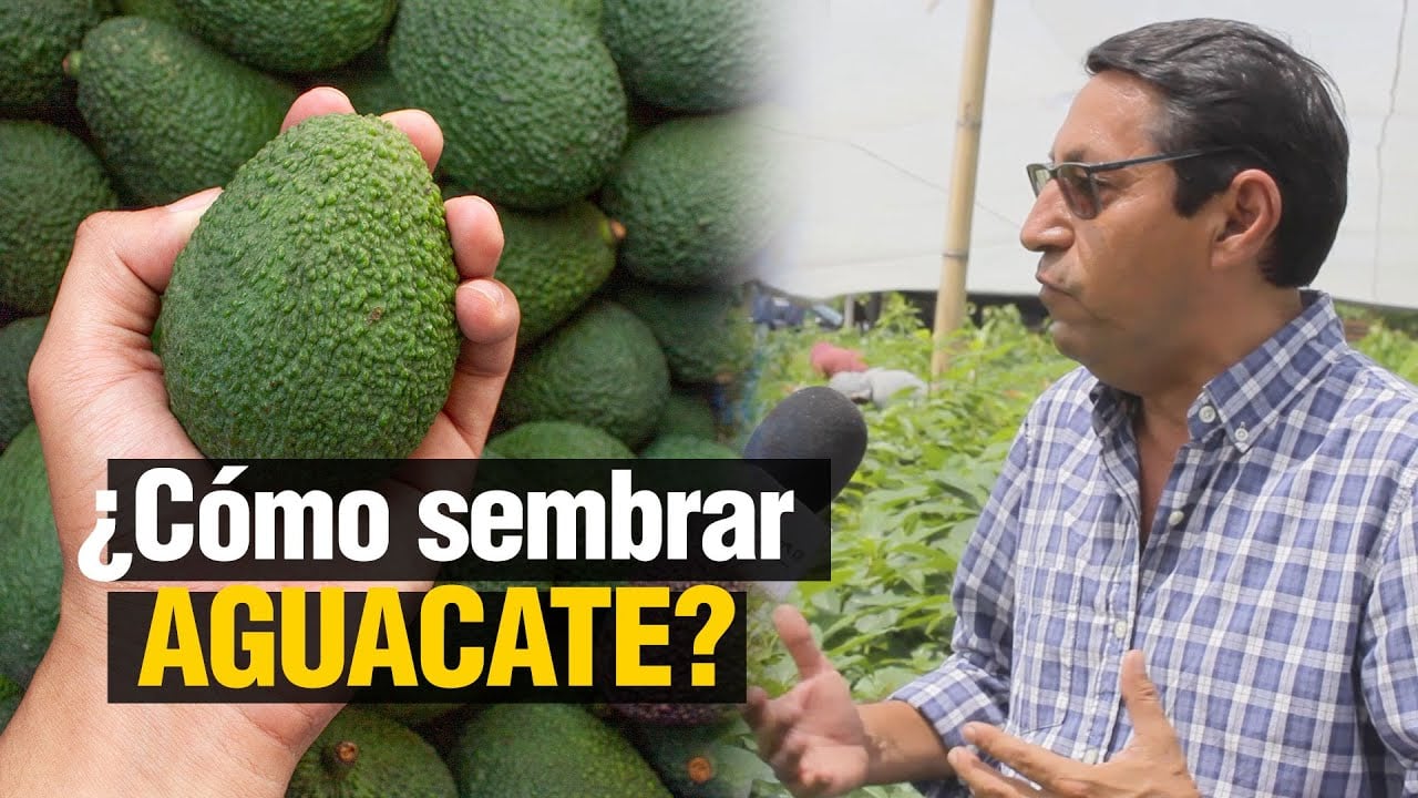 ¿ Cómo sembrar AGUACATE ? - Paso a Paso