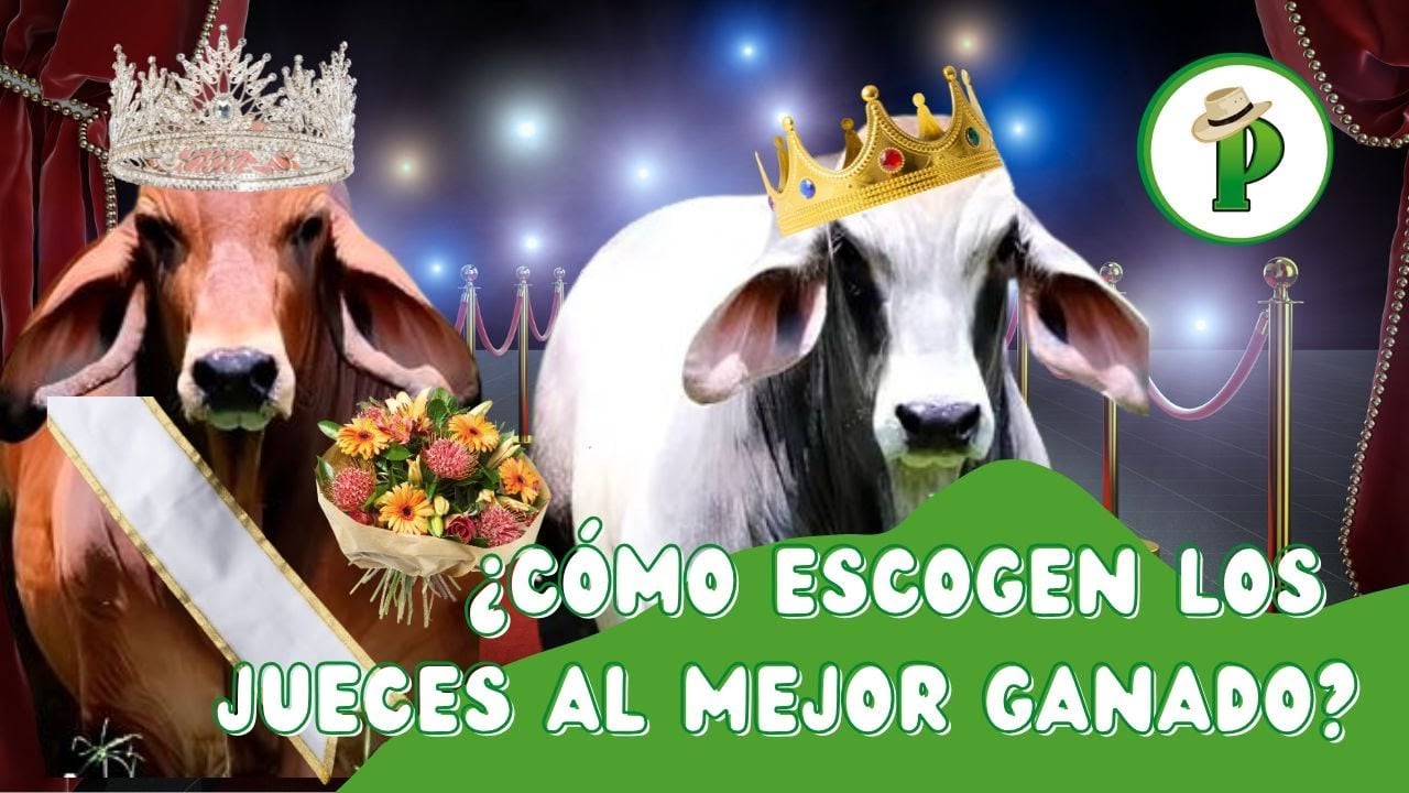 ¿Cómo Escogen los Jueces al Mejor Ganado?