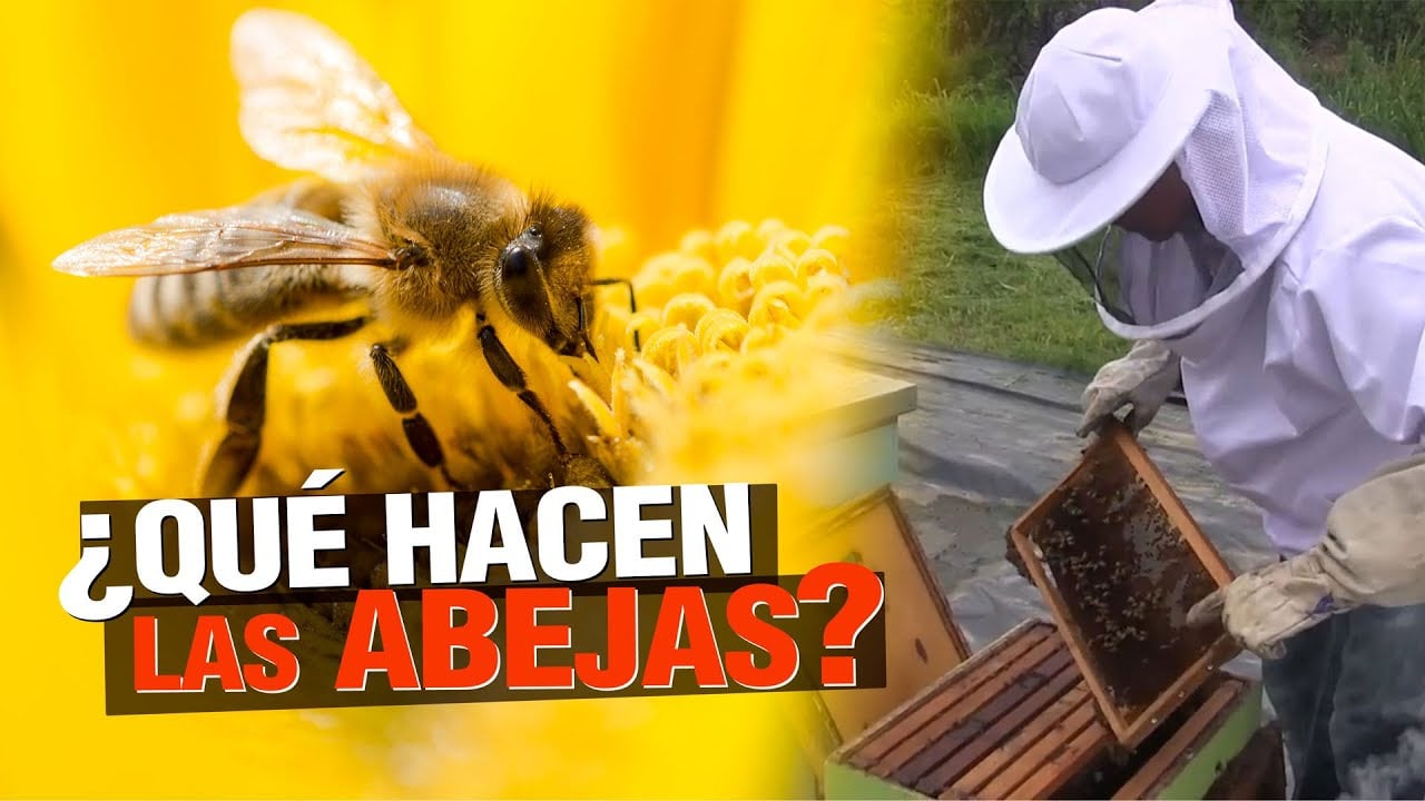 ¿ Qué hacen las LAS ABEJAS ? - Importancia de la Apicultura