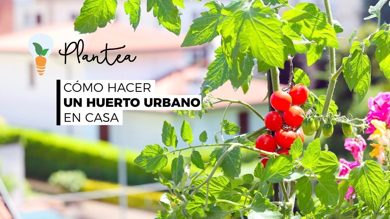 Huerto urbano: 9 Pasos cómo hacer una huerta en casa y terrazas