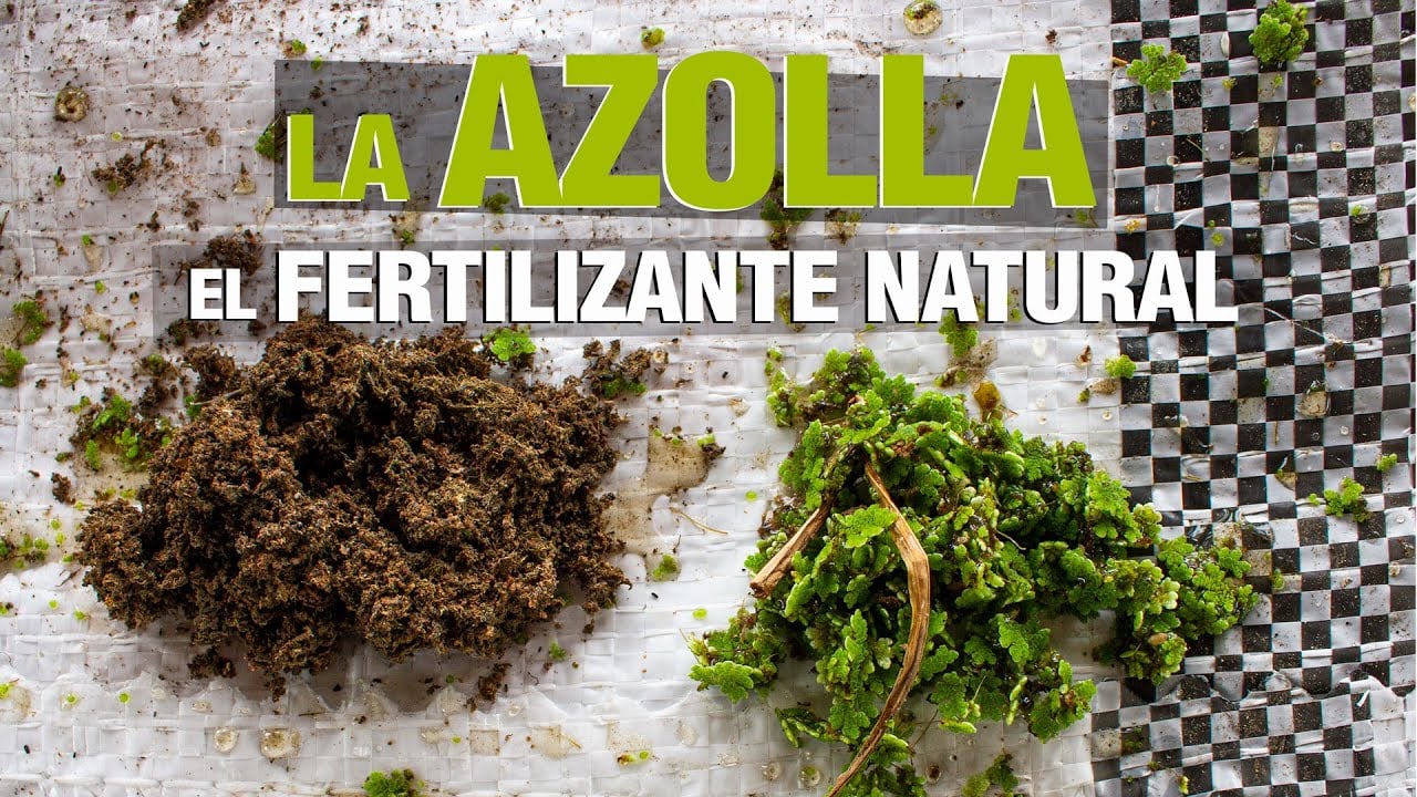 Azolla - El Fertilizante Natural