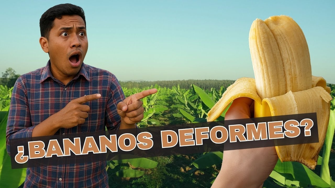 ¿Bananos DEFORMES? ¿Por qué no se venden?