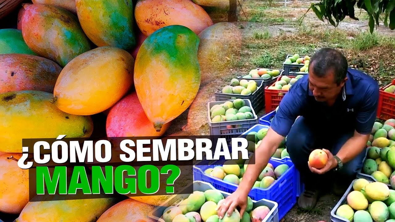 ¿ Cómo sembrar MANGO ? - Paso a Paso