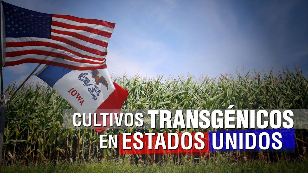 Cultivos TRANSGÉNICOS en ESTADOS UNIDOS