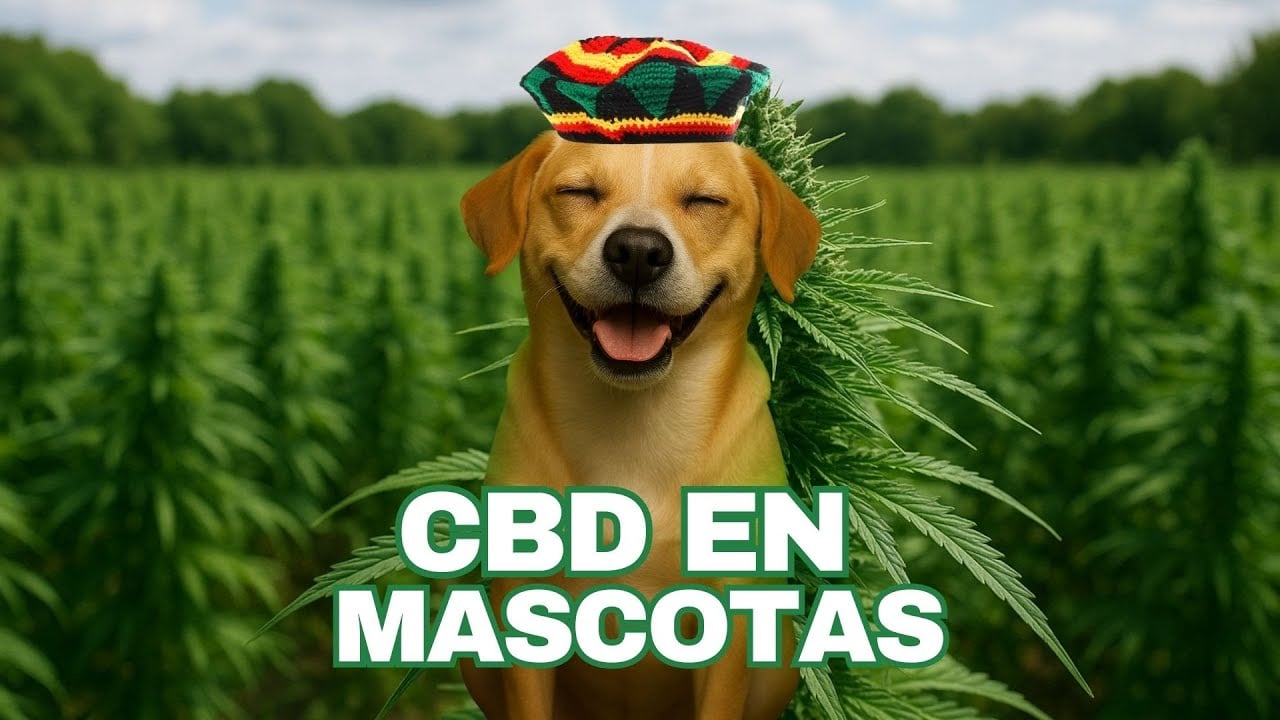 ¿Cómo Relajar a tus Mascotas con CBD?