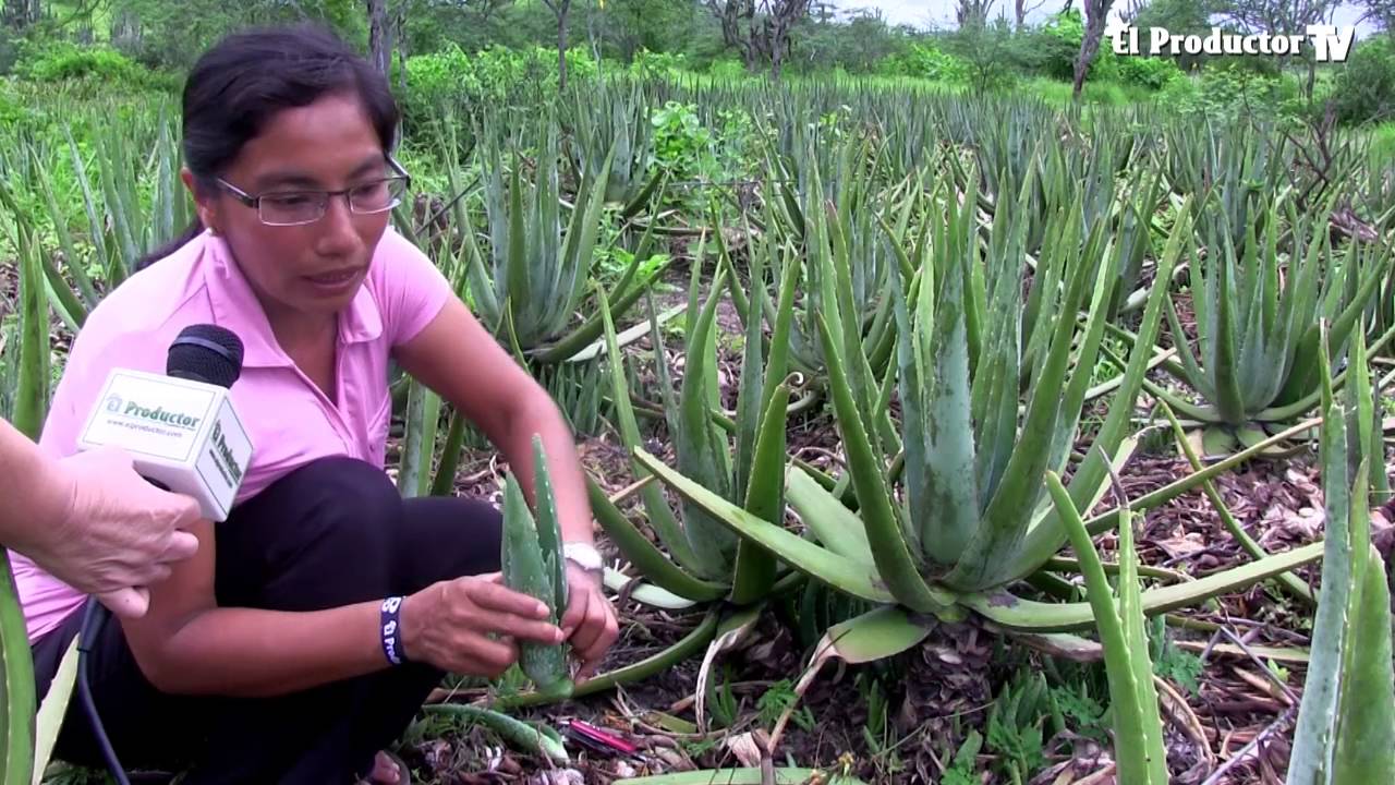 El Cultivo de sábila, alternativa para los agronegocios $$