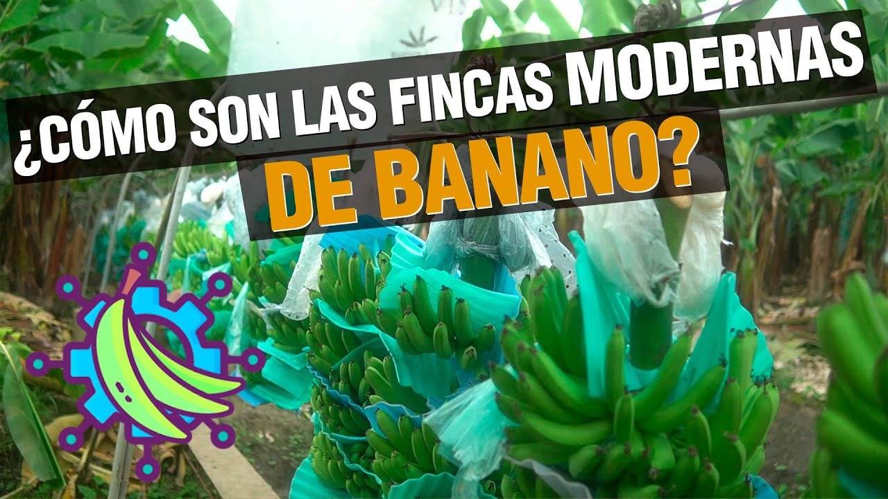¿Cómo son Las Fincas de Banano más modernas del Mundo?
