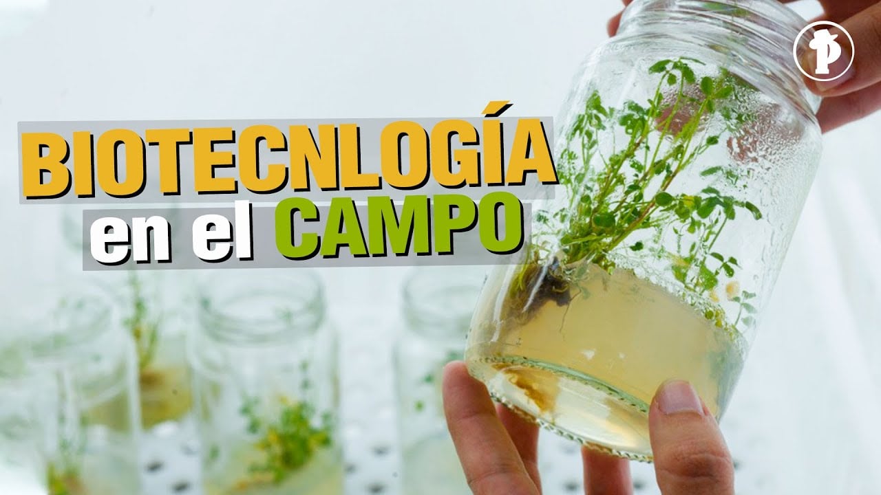 La BIOTECNOLOGÍA en el Campo - VIDEOS AGRICOLAS
