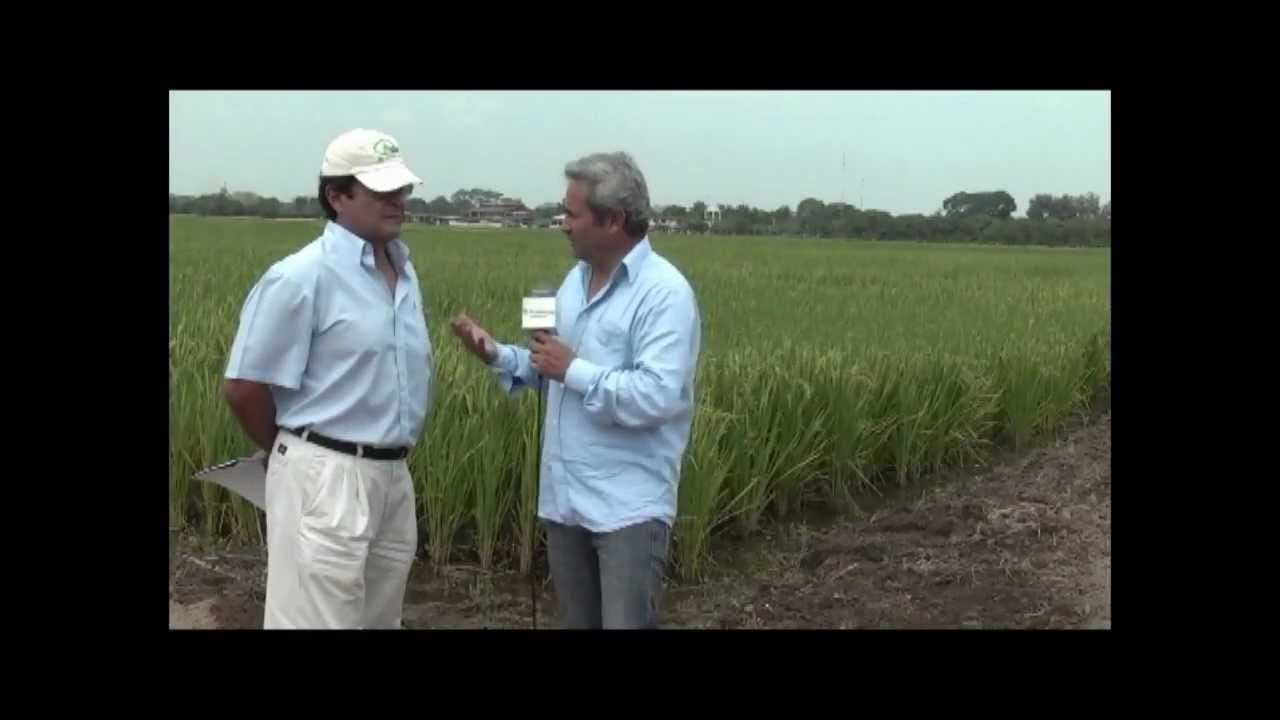 Nueva Variedad de Semilla de Arroz INIAP FLAR 01 para Ecuador |…