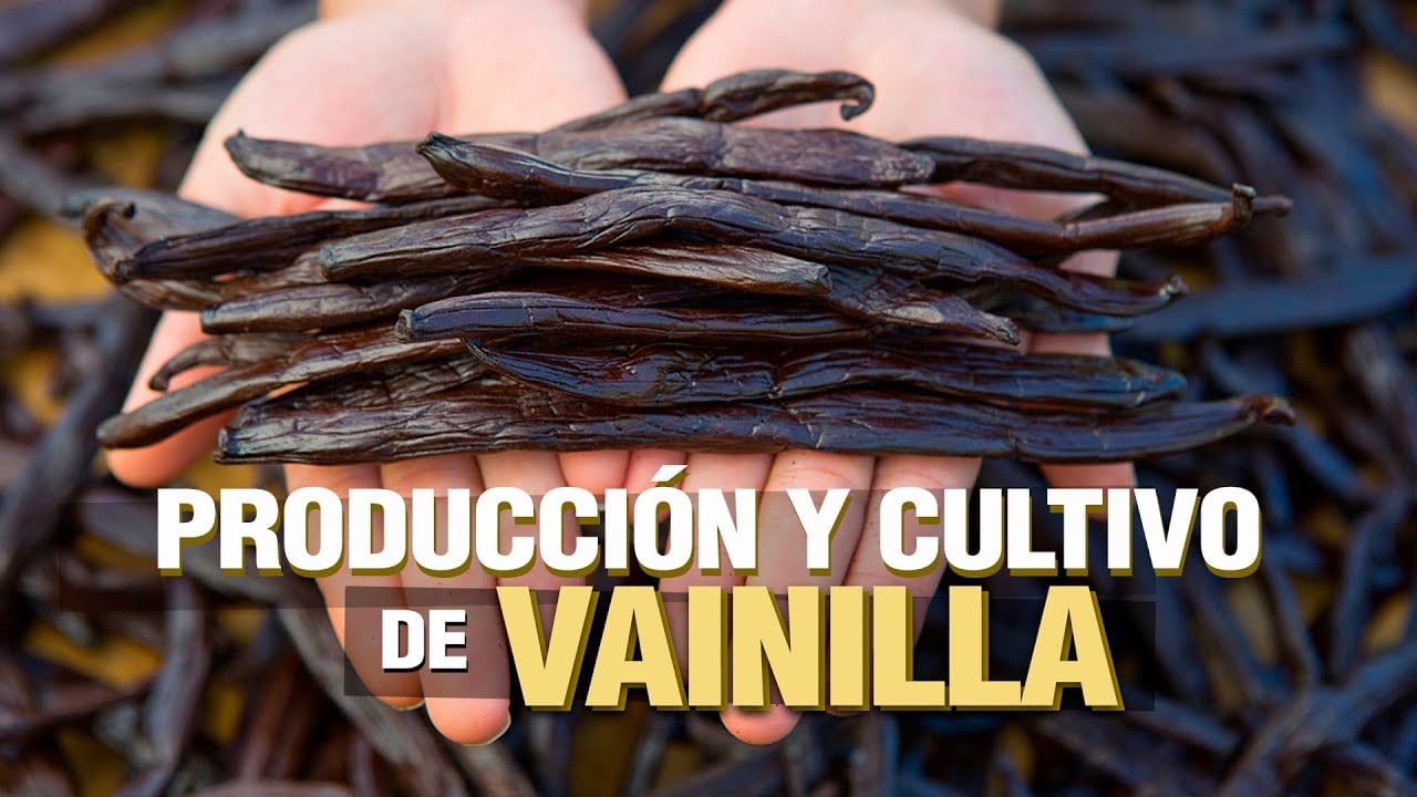 El Cultivo de VAINILLA Paso a Paso