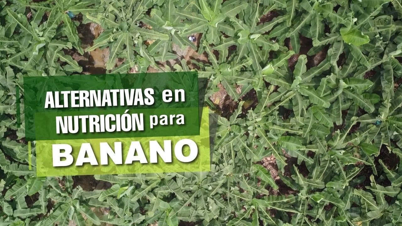 Alternativas en NUTRICIÓN para Banano!