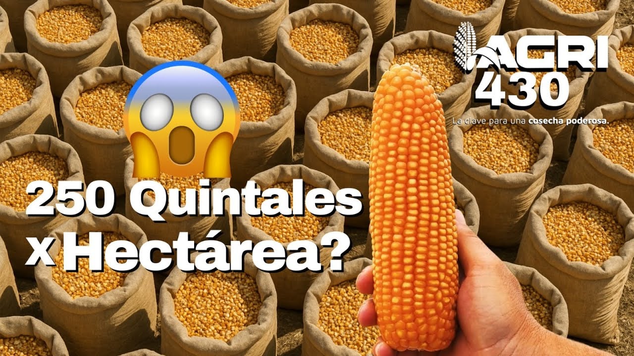¿Lanzan Híbrido de MAÍZ que rinde hasta 250 quintales en pleno…