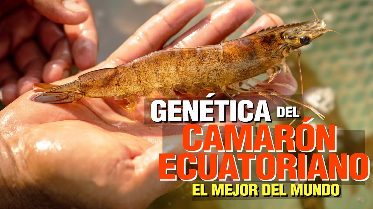 ¿Cómo Producir Camarón de alta Genética?