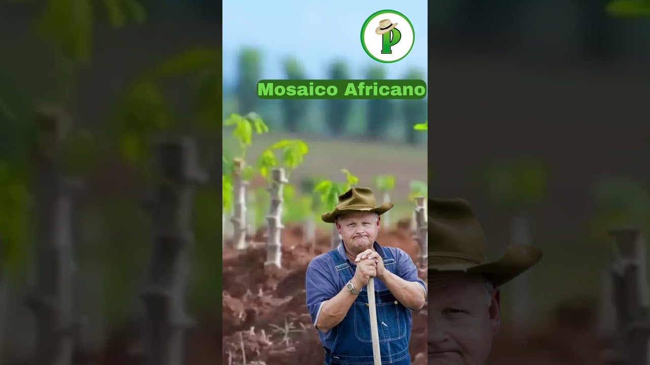 3 Plagas que Destruyen tu Cultivo de Yuca #agricultura #agro #mexico…