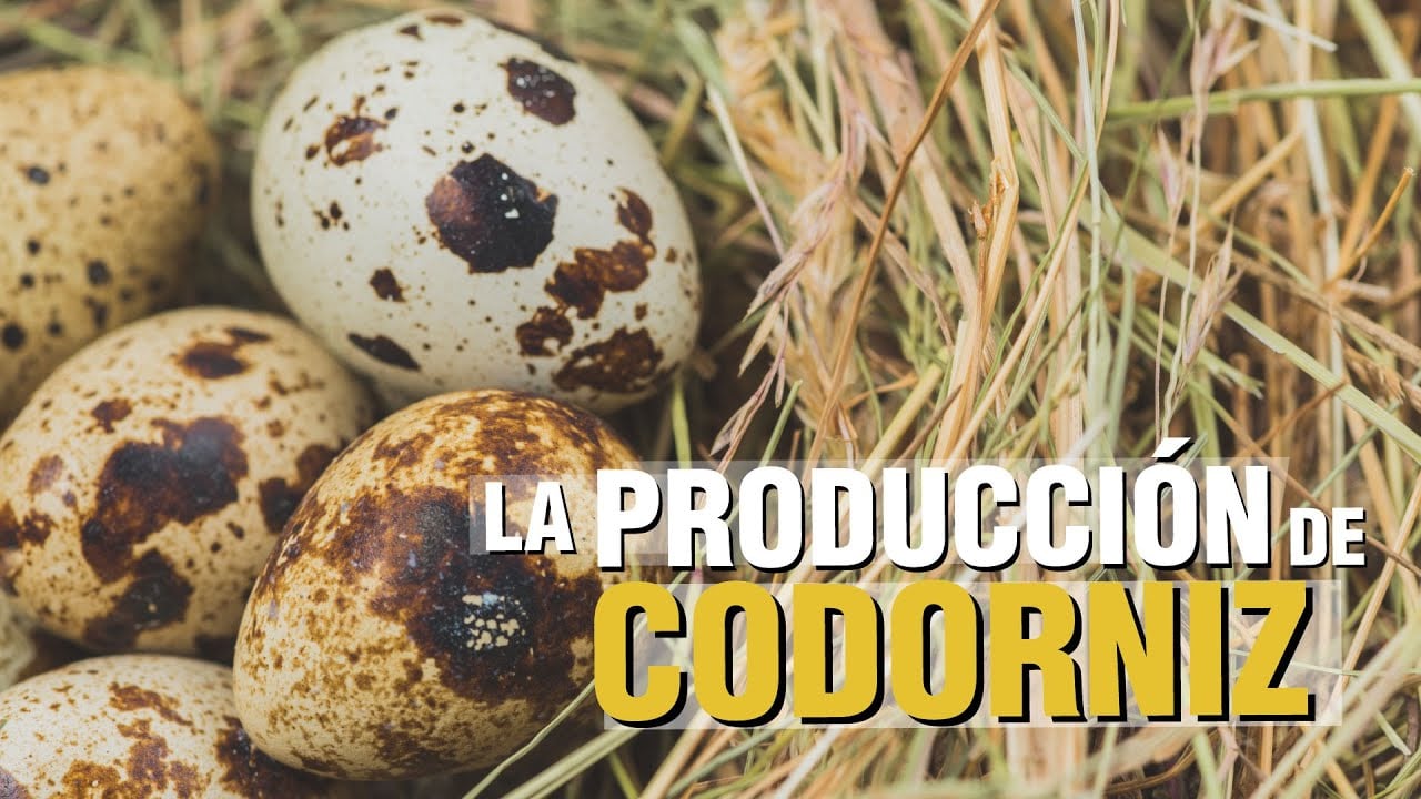 La Cría y Producción de Codornices