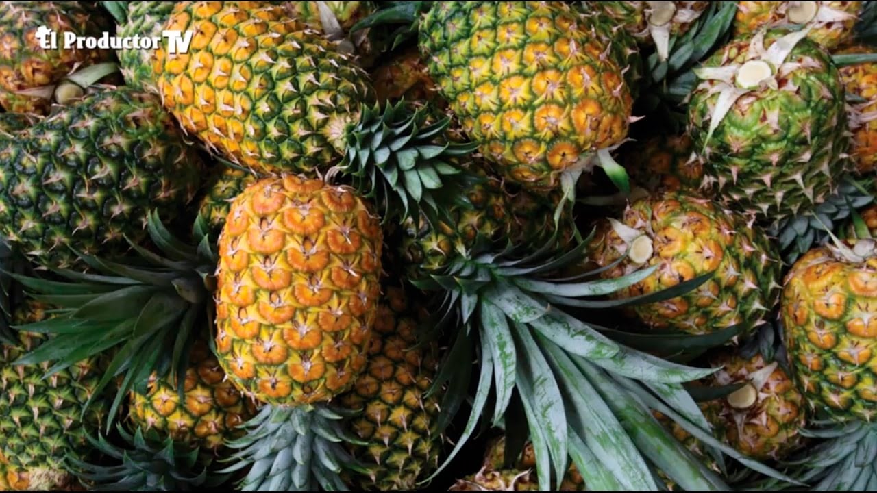 ¿Cómo PRODUCIR Piña o ANANÁ?