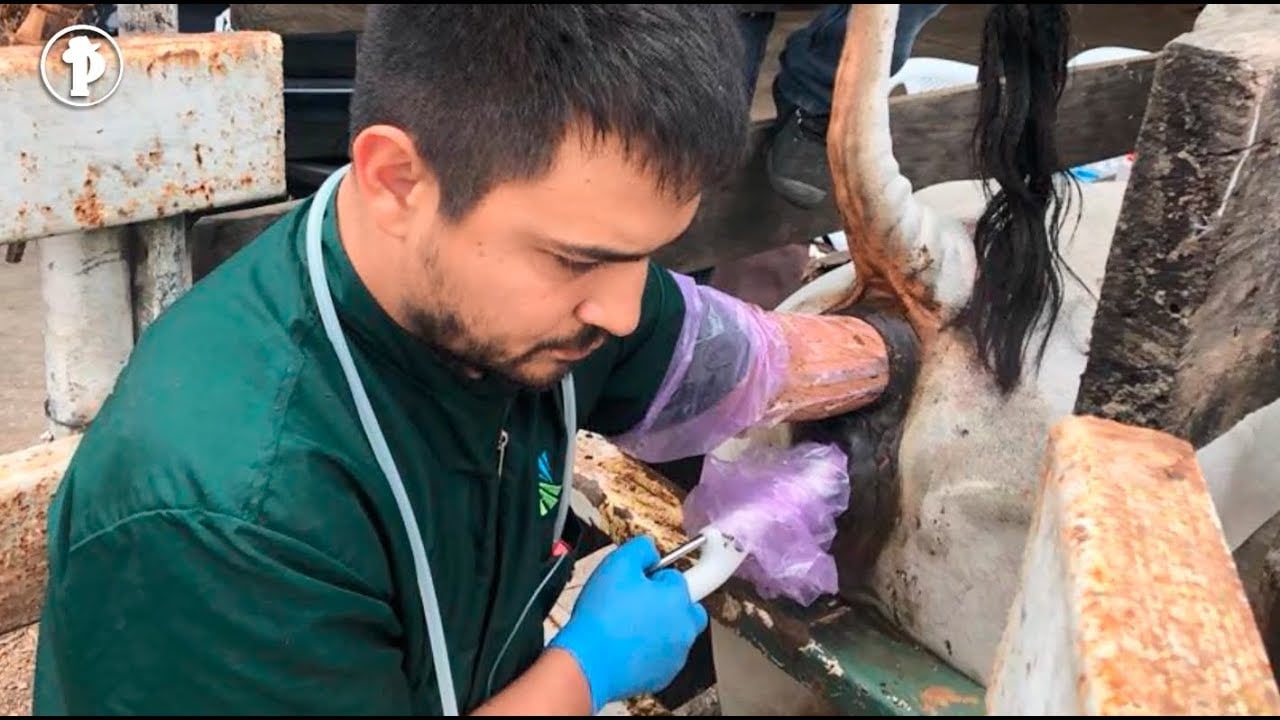 Fertilización In Vitro - Ganado Brahman