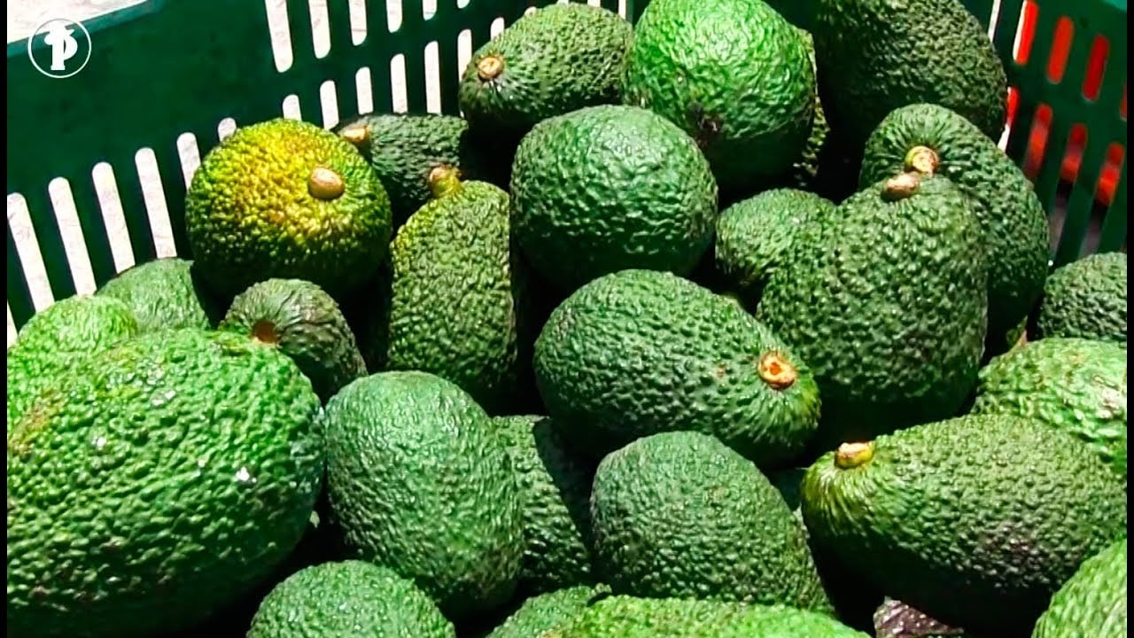 ¿Cómo cultivar AGUACATE HASS? | Palta