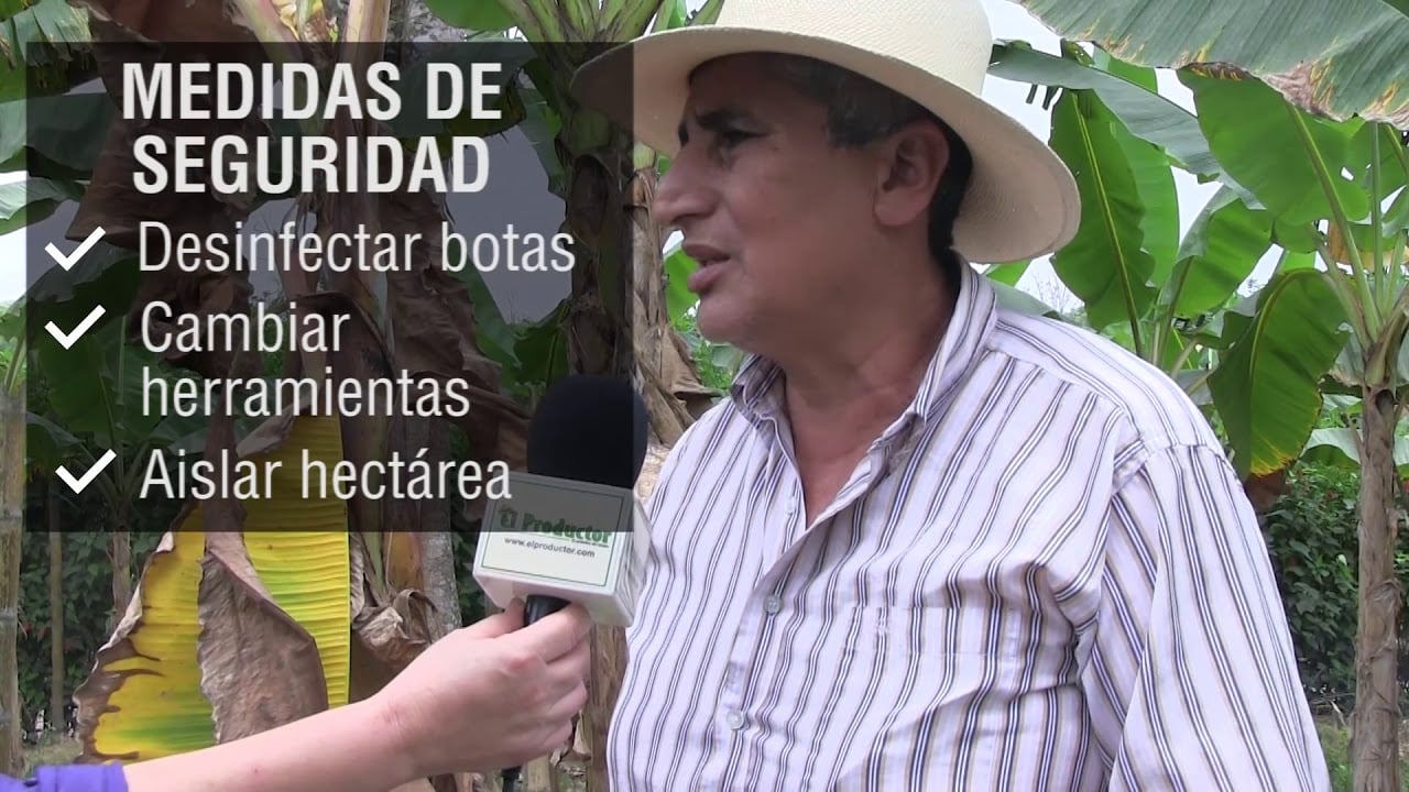 ¿Cómo afecta el Moko al cultivo de plátano?