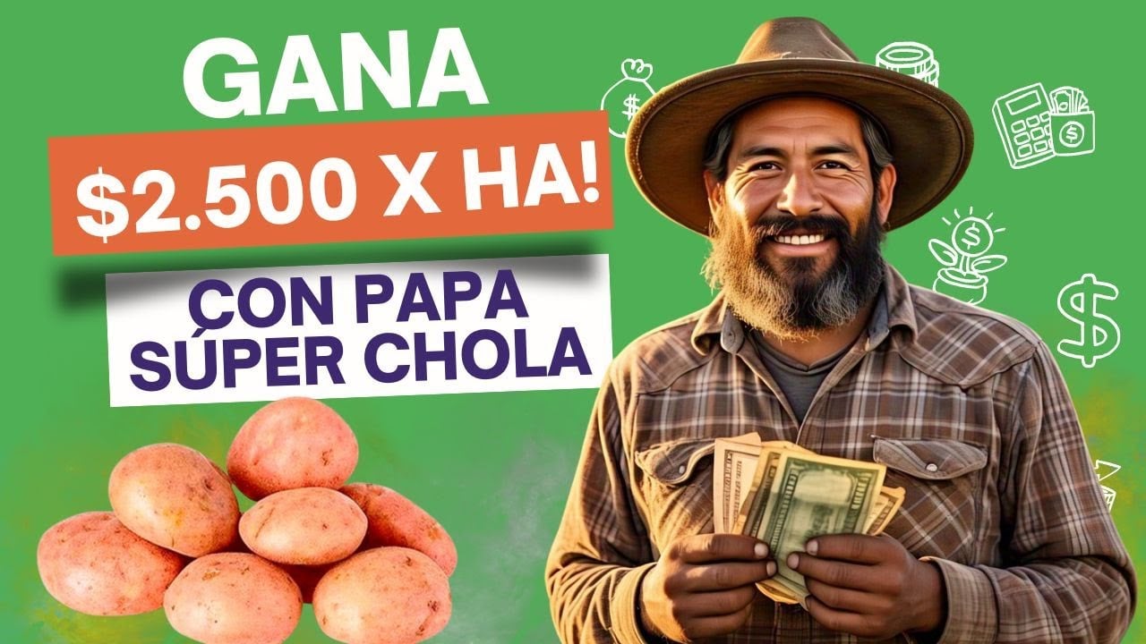 ¿Cómo sembrar PAPA y ganar $2.500? | El Cultivo de Papa que quieren…